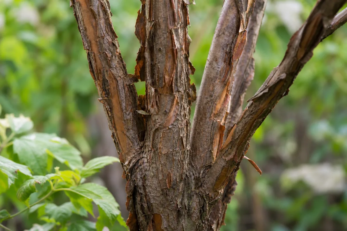 Close-up of cramp bark