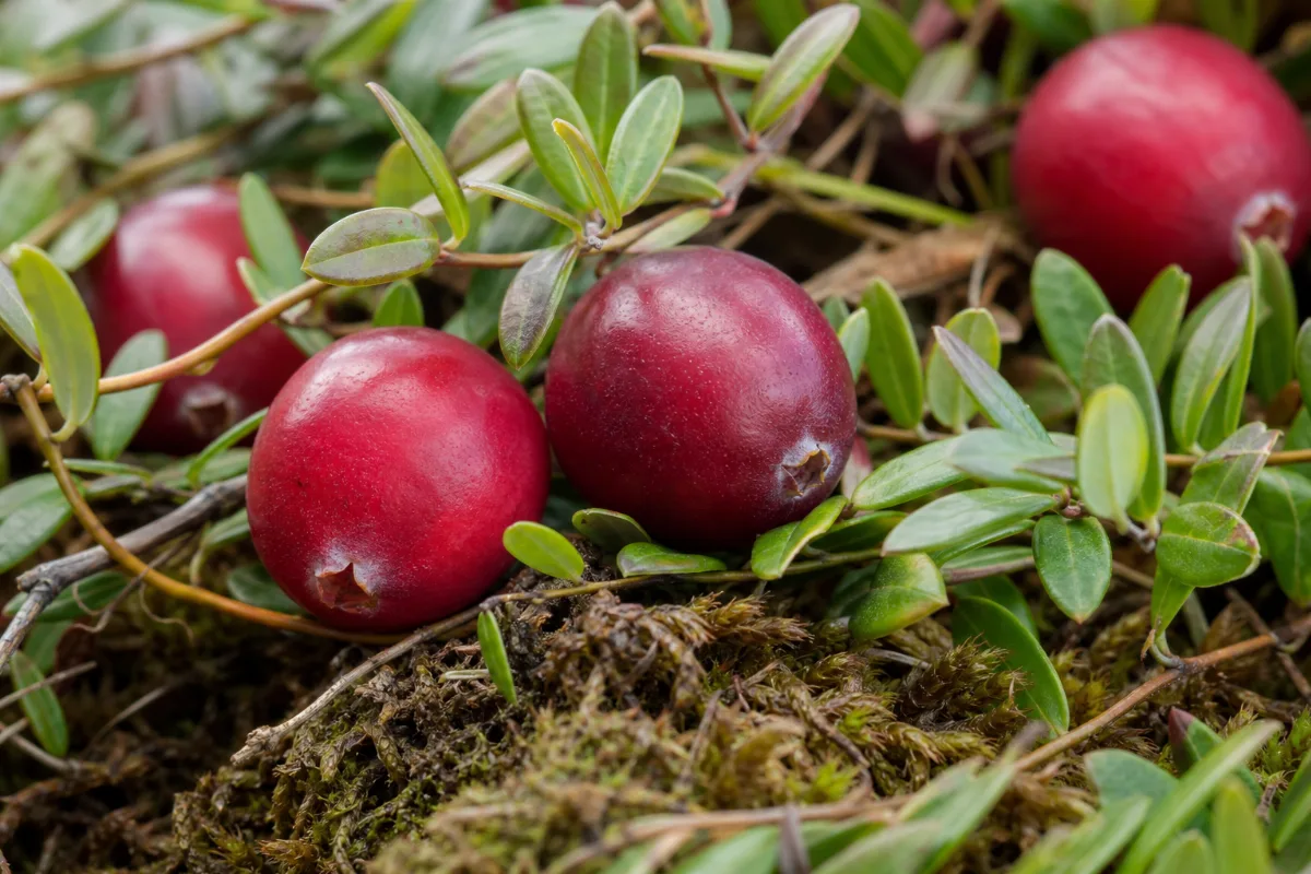 Close-up of cranberry