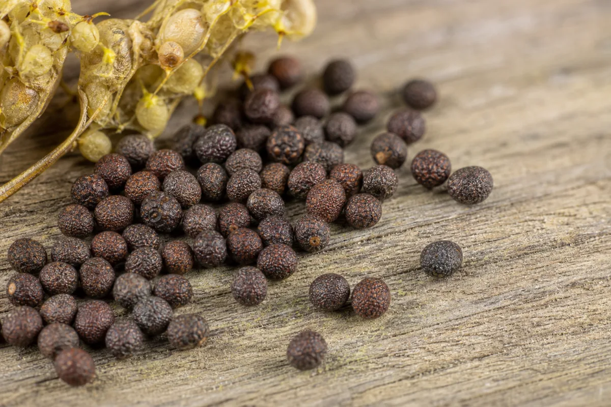 Close-up of cuscuta seed (tu si zi)