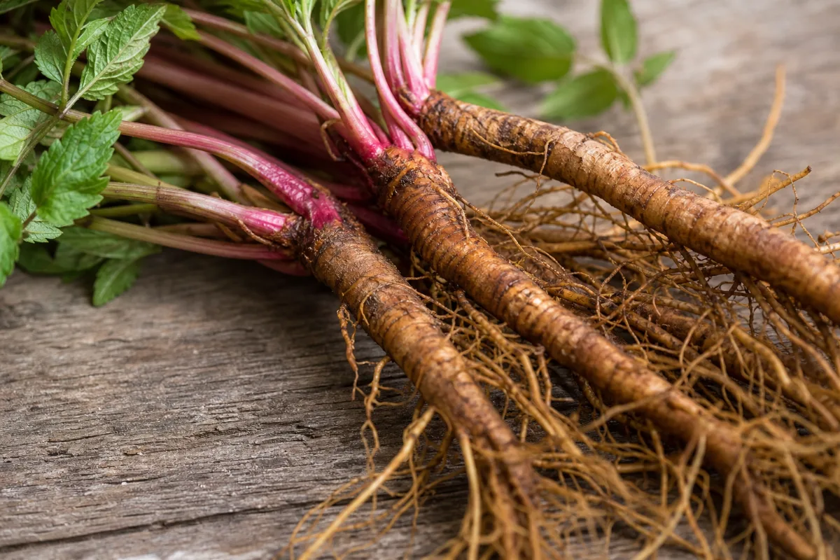 Close-up of danshen (red sage root)