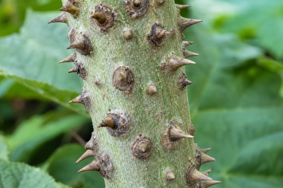 Close-up of devil's club