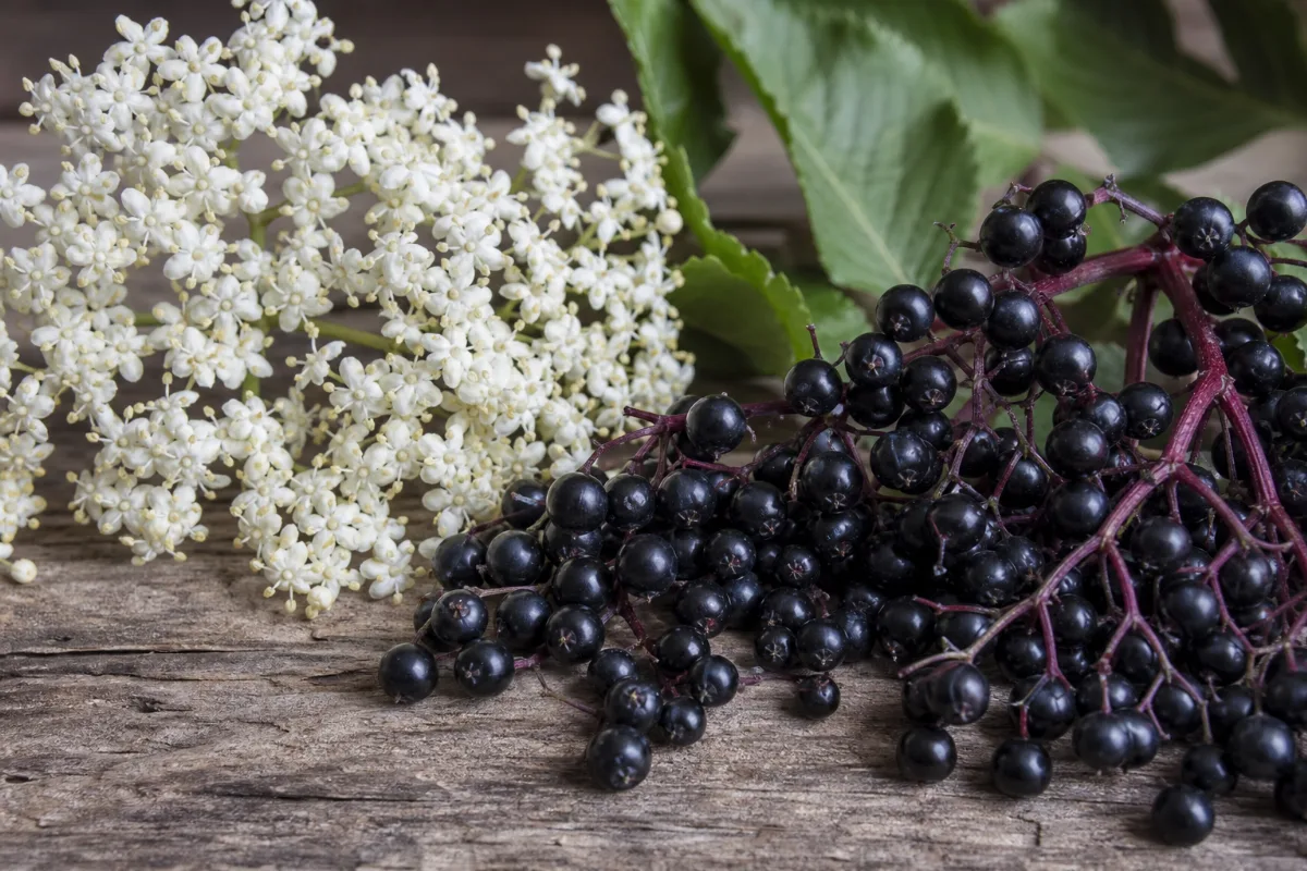 Close-up of elderberry