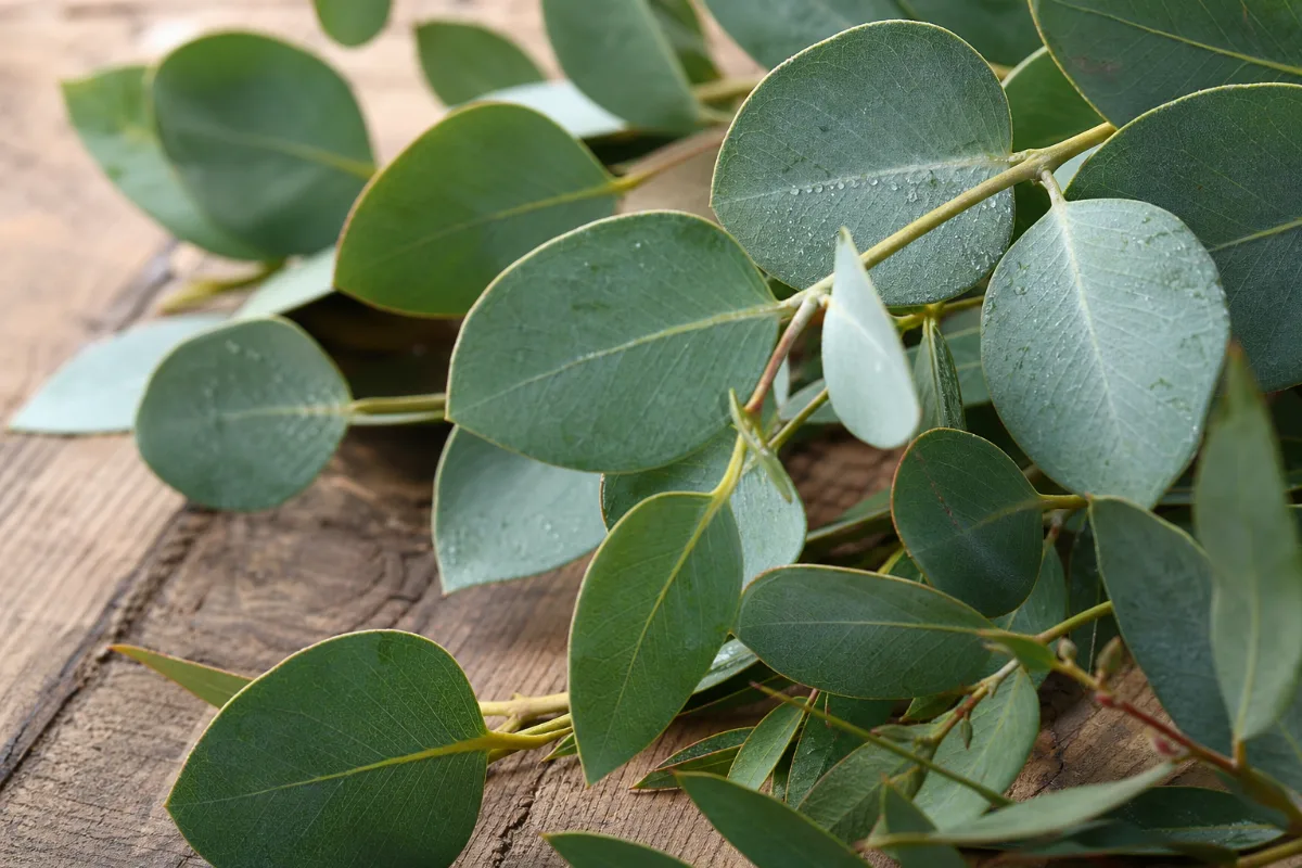 Close-up of Eucalyptus globulus leaves