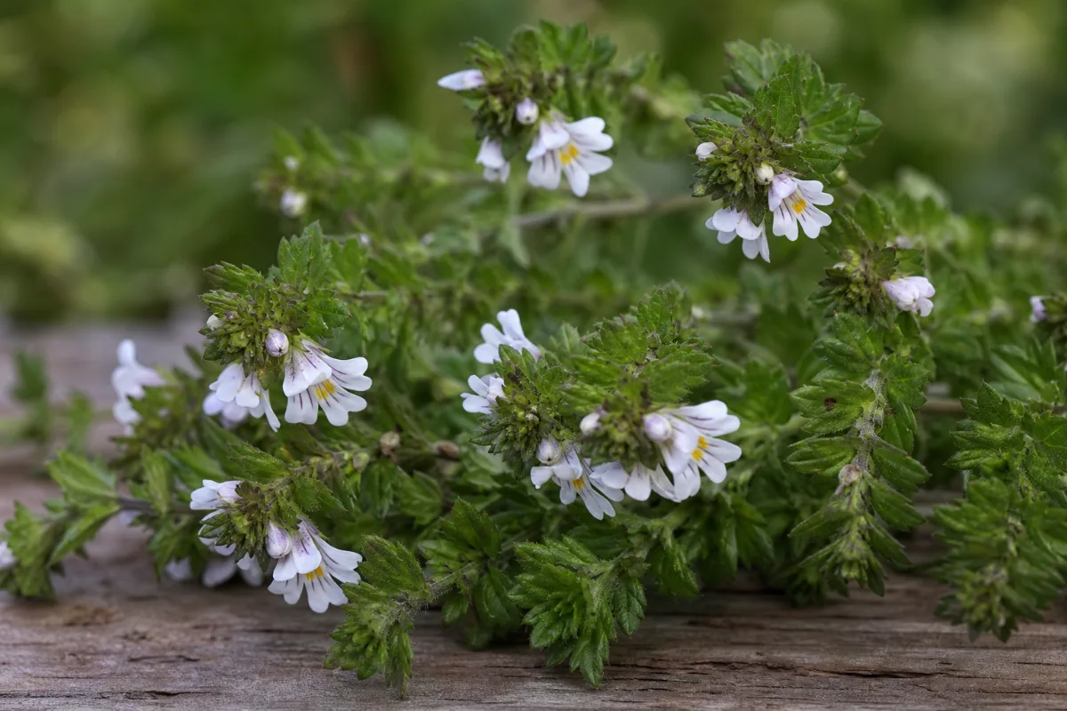 Close-up of eyebright