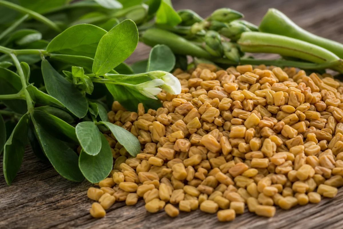 Close-up of fenugreek