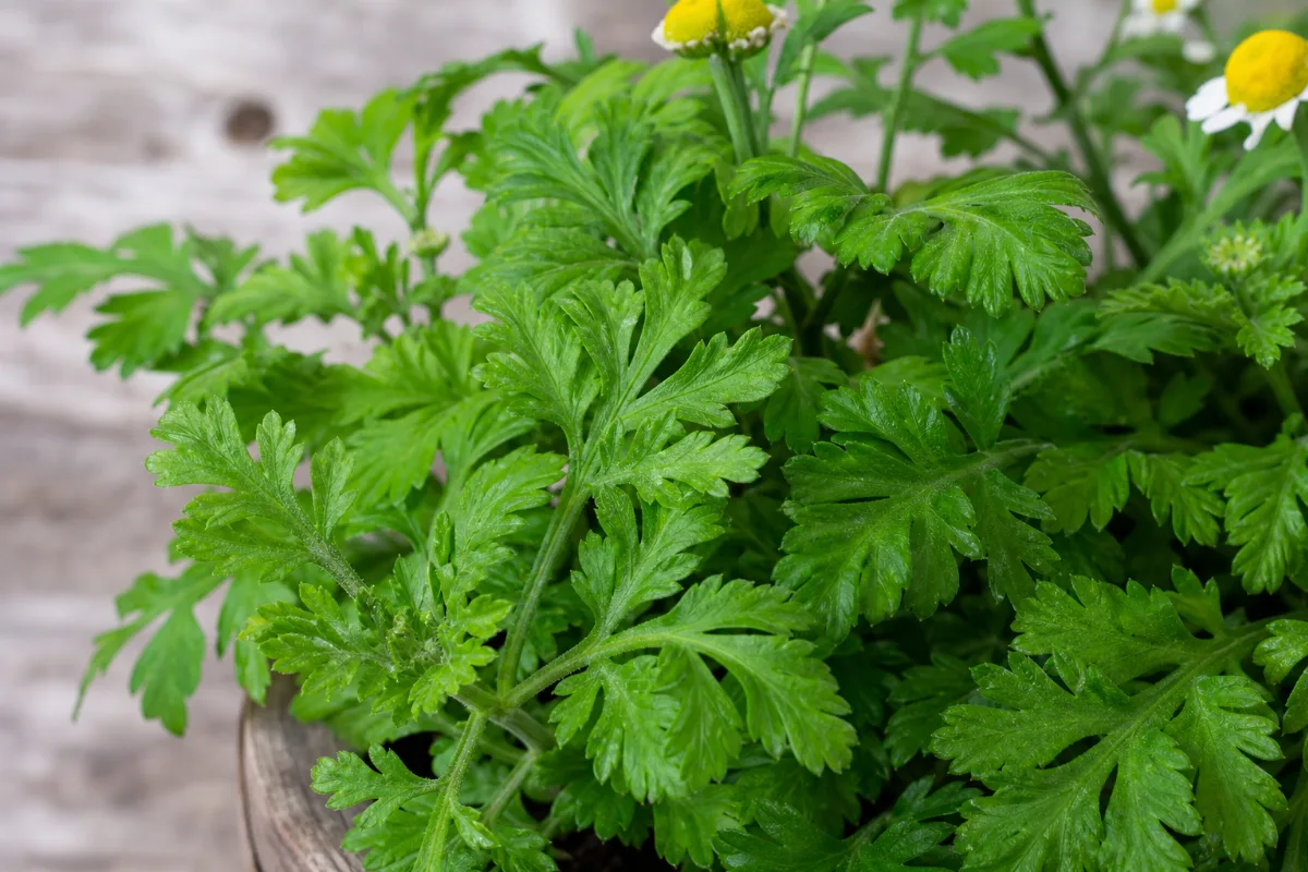 Close-up of feverfew