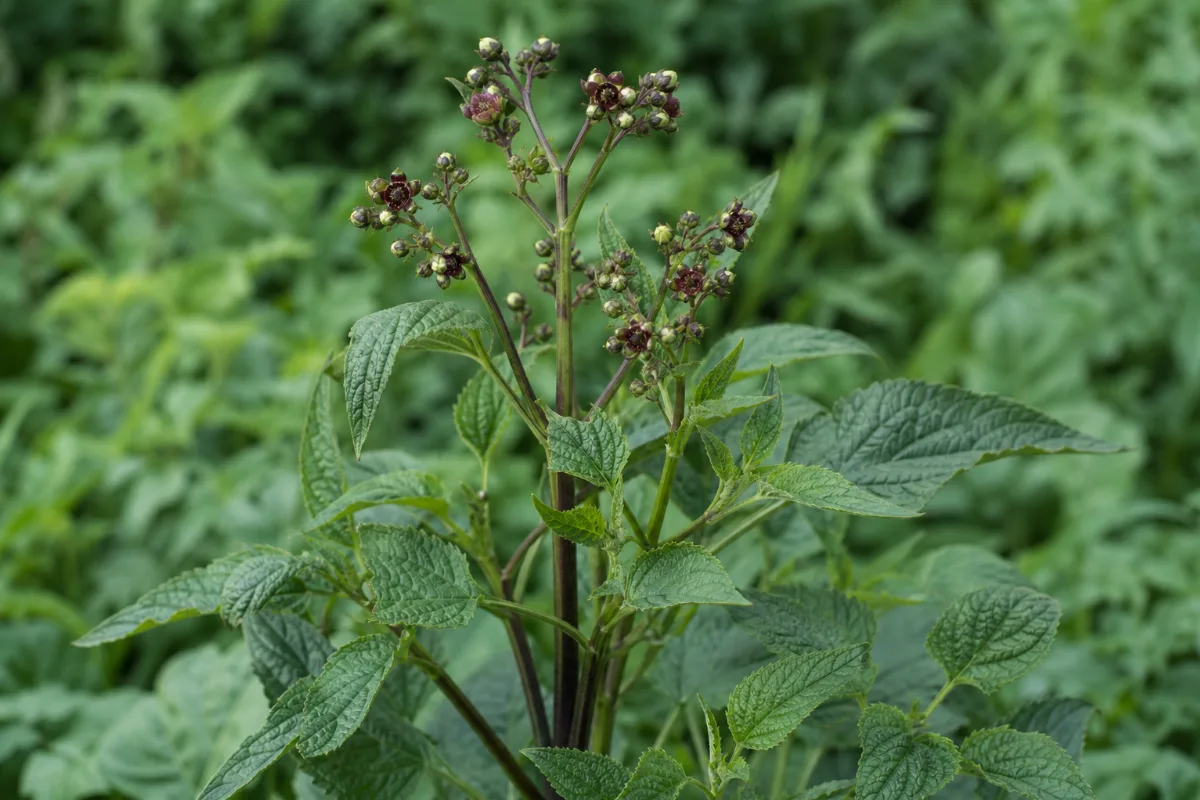 Close-up of figwort