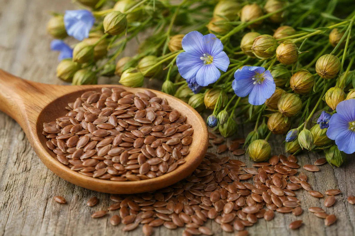 Close-up of flaxseed (Linum usitatissimum)