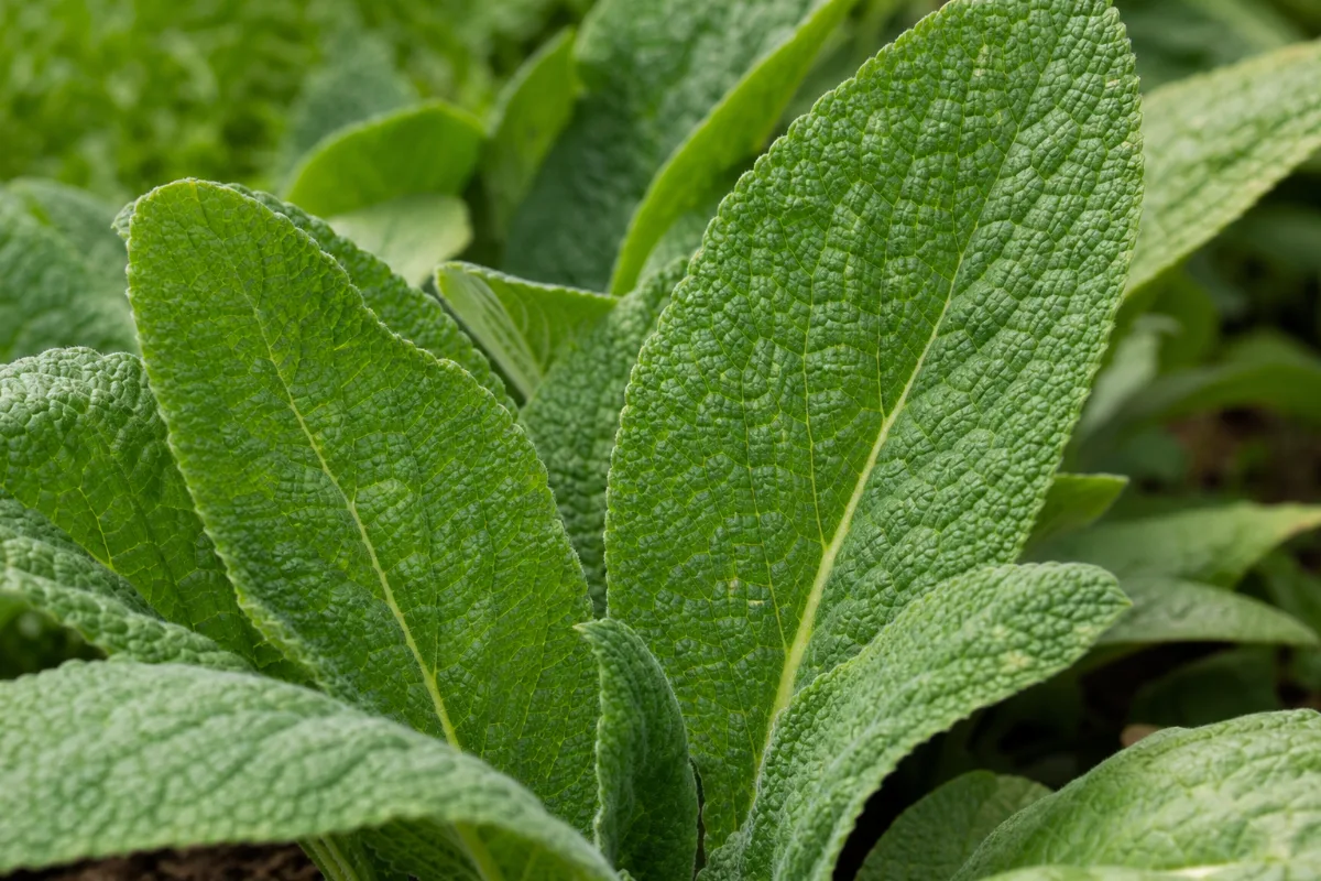 Close-up of foxglove