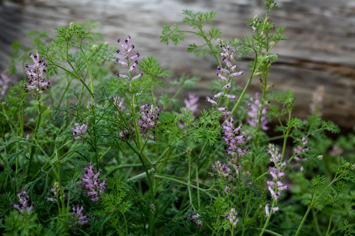 Close-up of fumitory