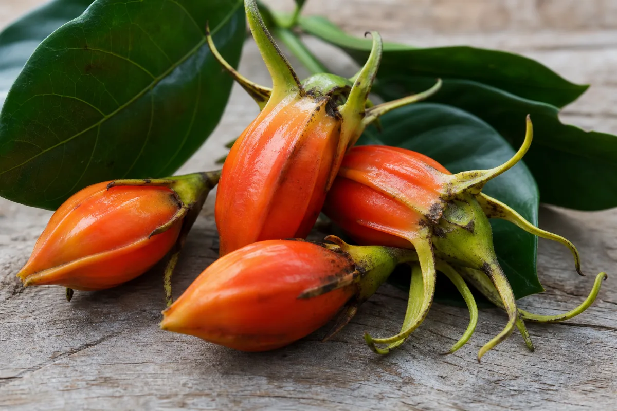 Close-up of gardenia fruit (zhi zi)
