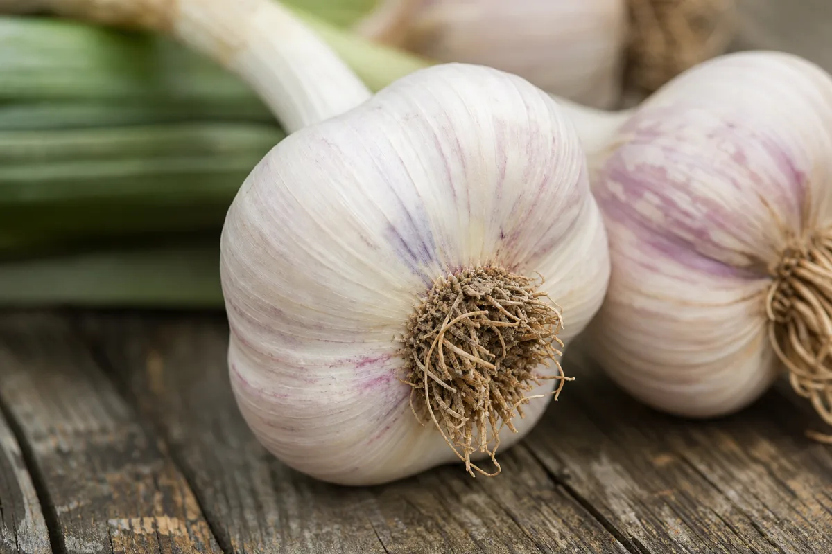 Close-up of garlic