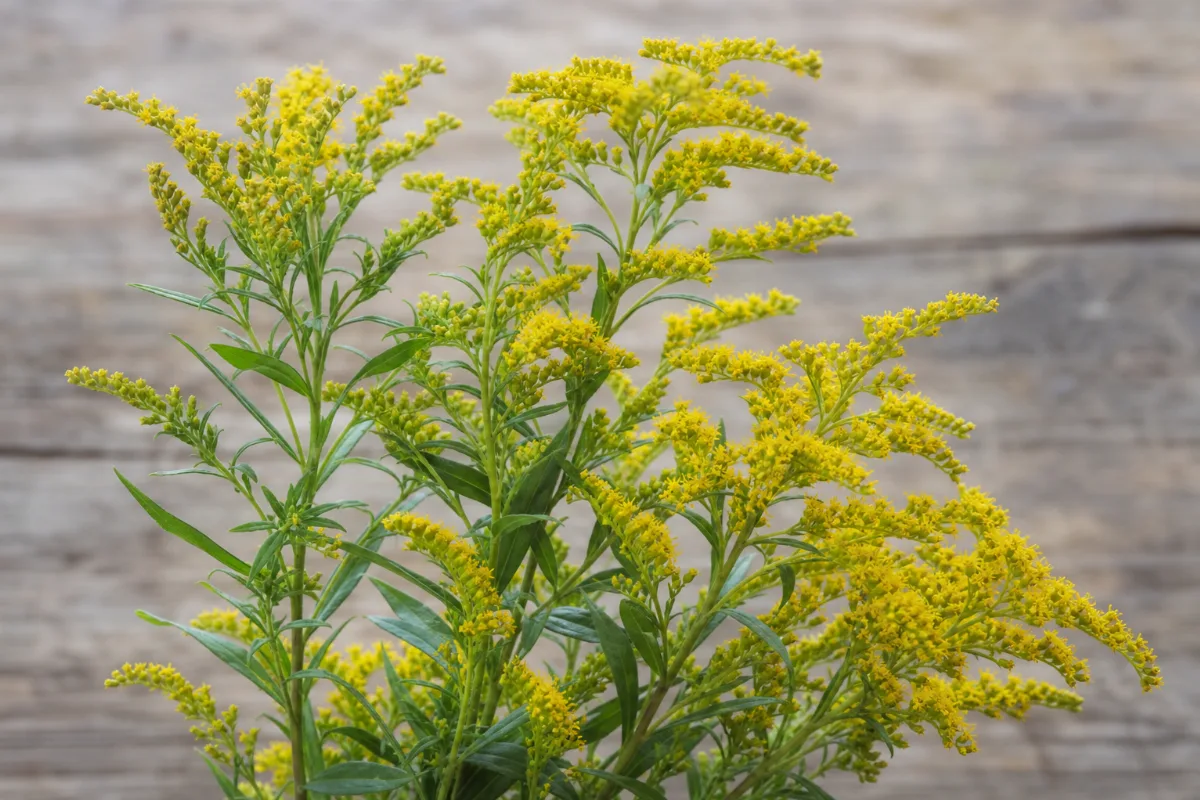 Close-up of goldenrod (solidago virgaurea): uses, evidence and safety