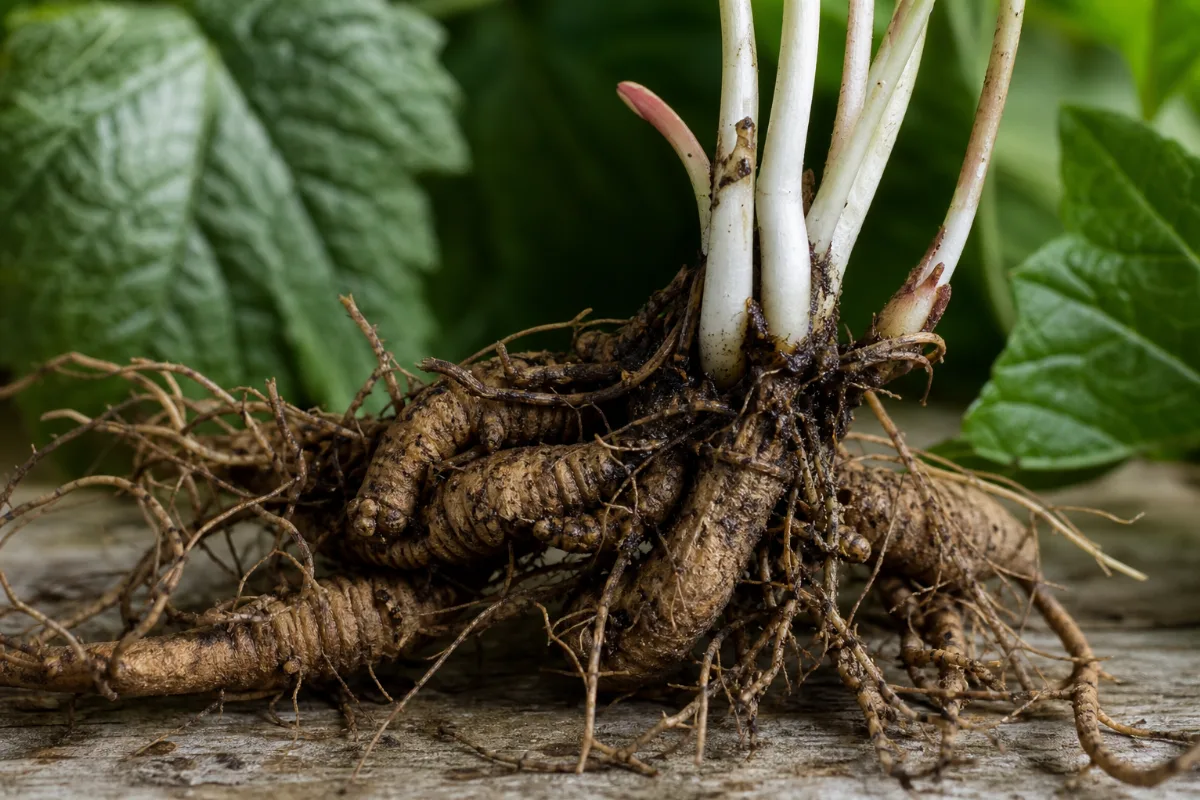 Close-up of goldenseal
