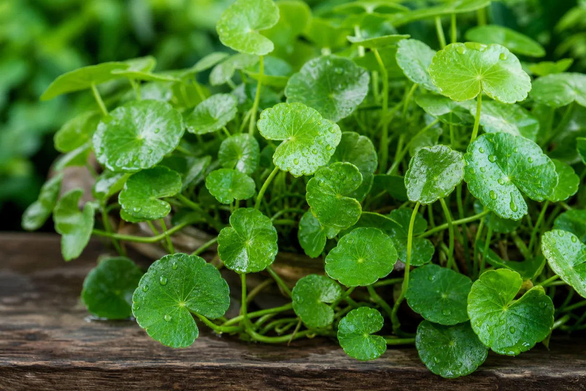 Close-up of gotu kola