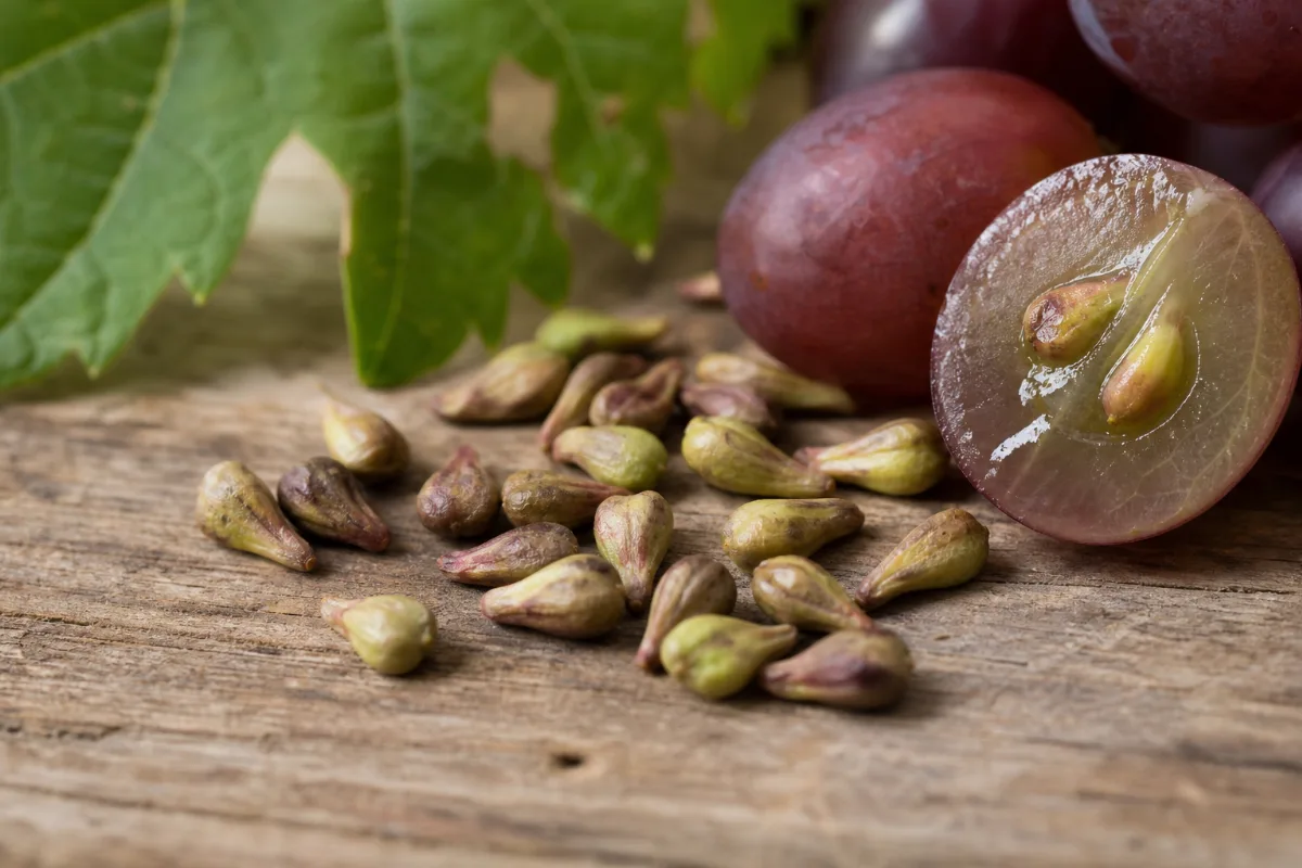 Close-up of grape seed extract