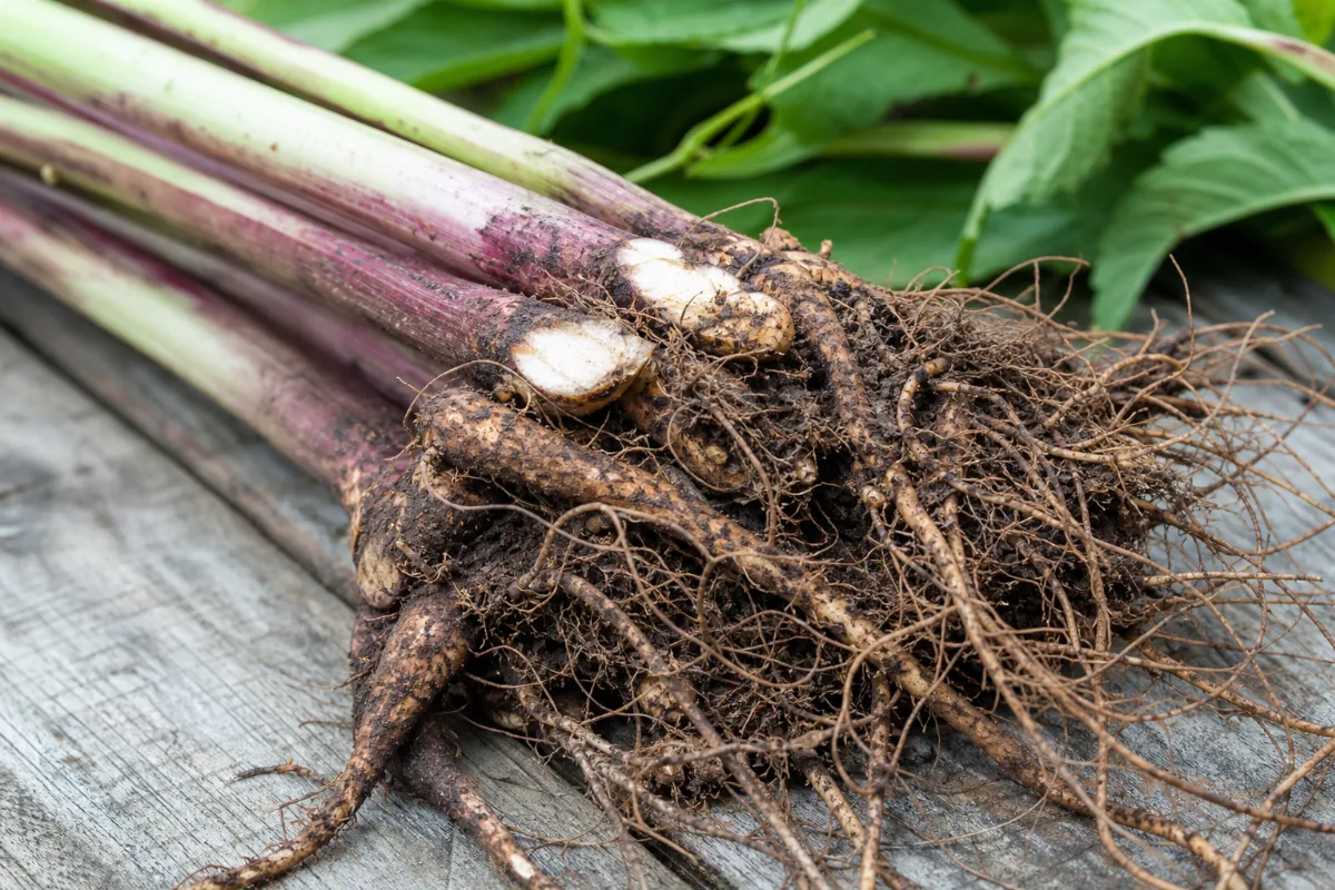 Close-up of gravel root (joe-pye weed)