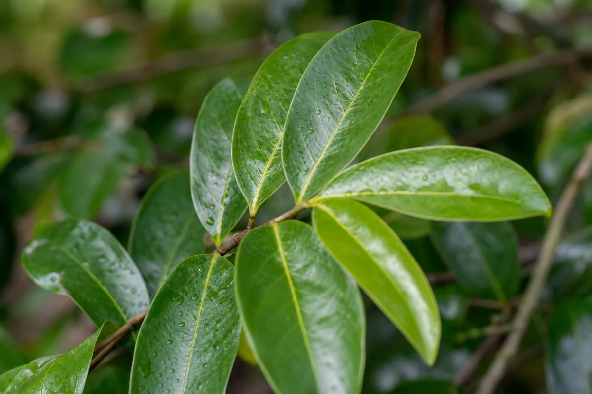 Close-up of graviola (soursop)