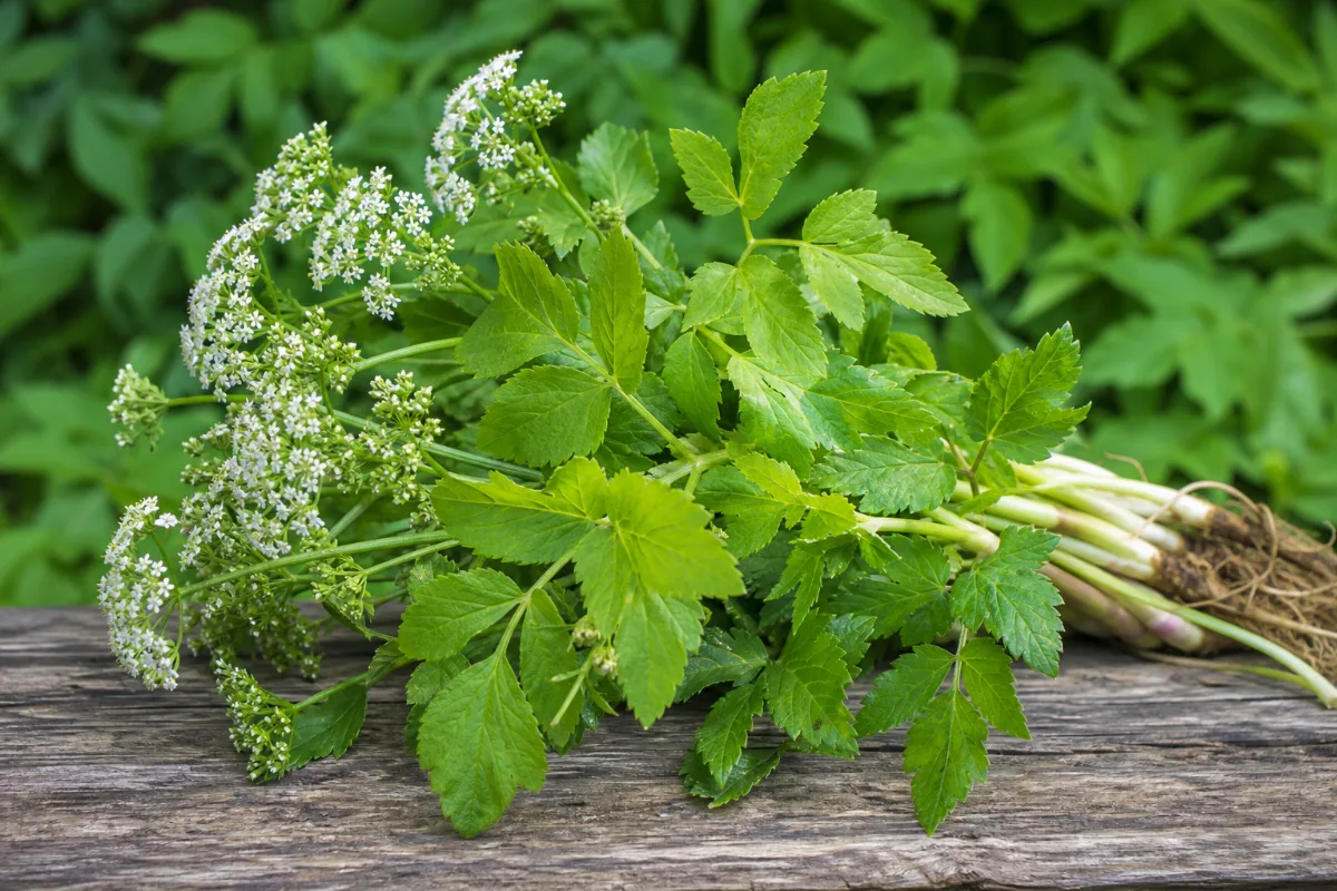 Close-up of ground elder (goutweed)