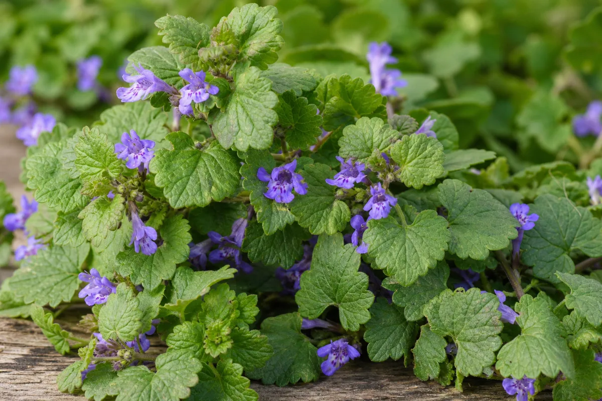 Close-up of ground ivy