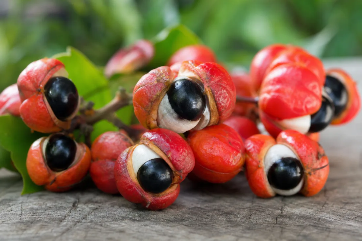 Close-up of guarana
