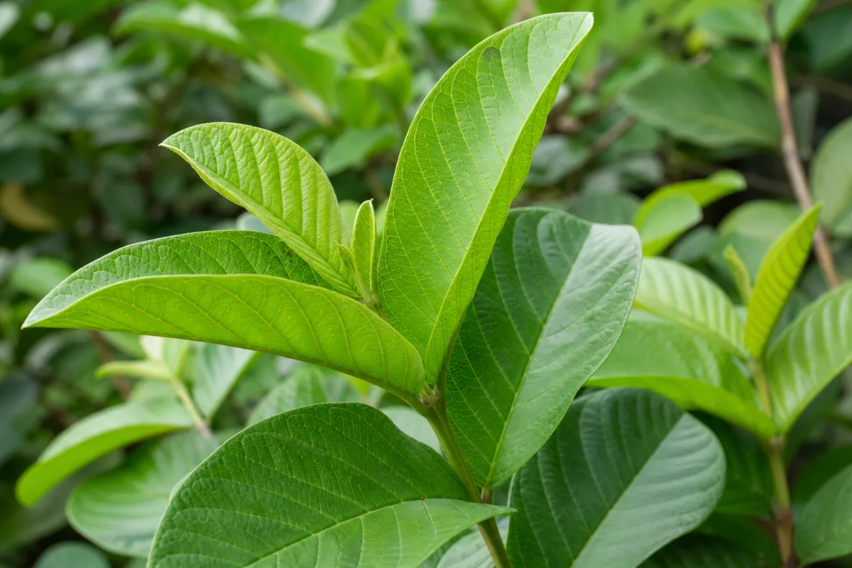 Close-up of guava leaf