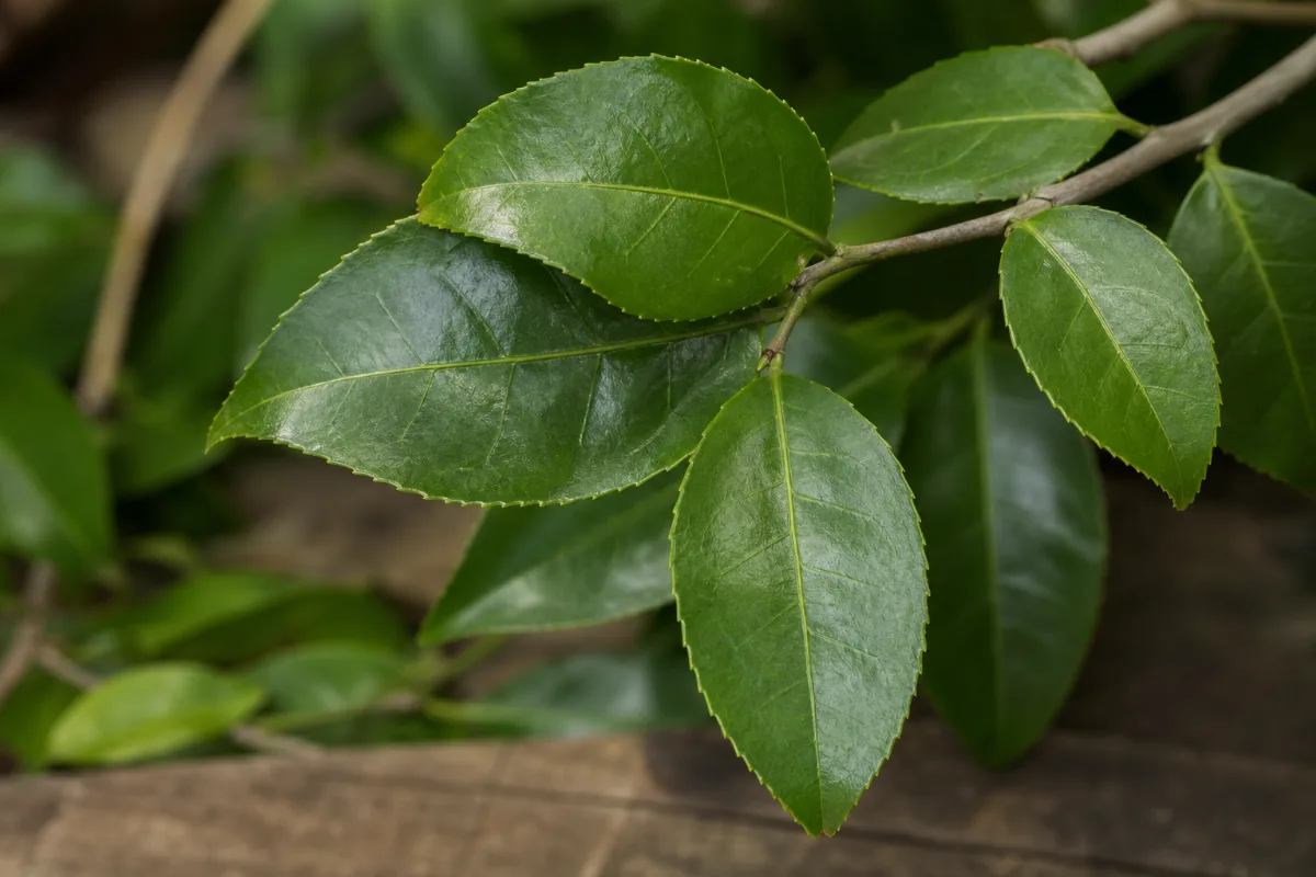 Close-up of guayusa