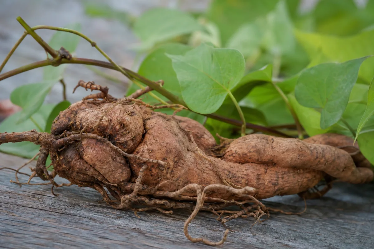 Close-up of he shou wu (fo-ti) (reynoutria multiflora (polygonum multiflorum)): evidence, safety and how it is used