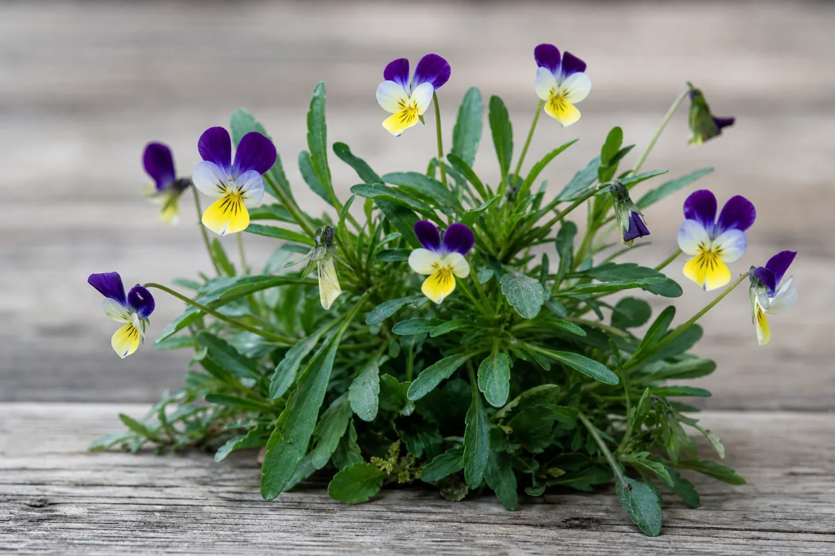 Close-up of heartsease (wild pansy)