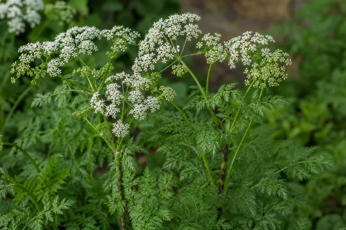 Close-up of poison hemlock