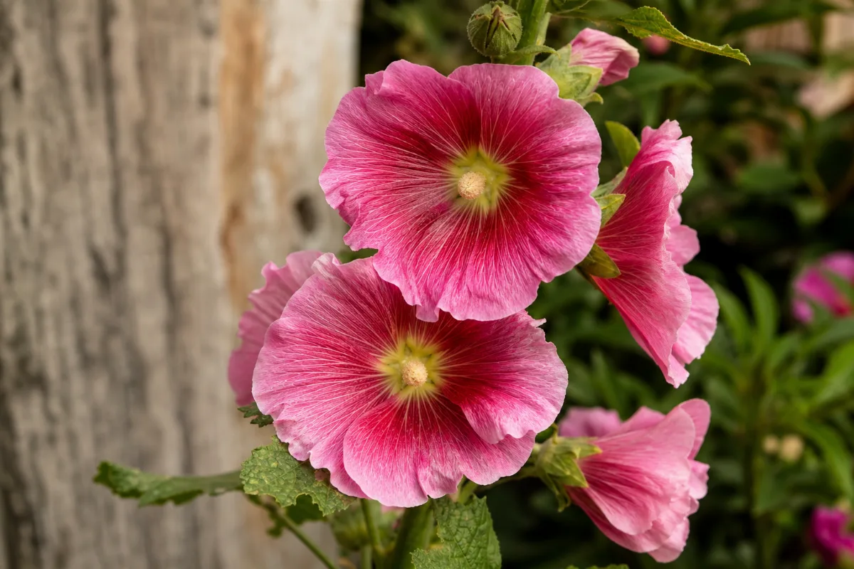 Close-up of hollyhock