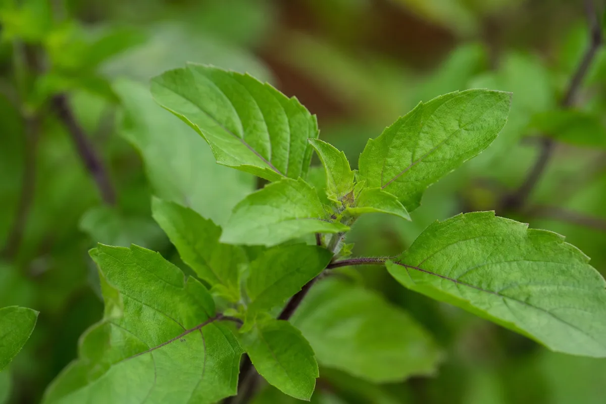 Close-up of holy basil (tulsi)