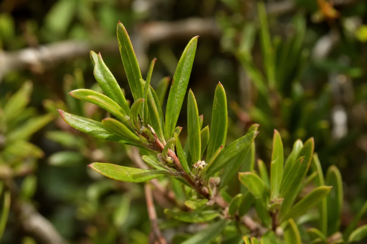 Close-up of honeybush
