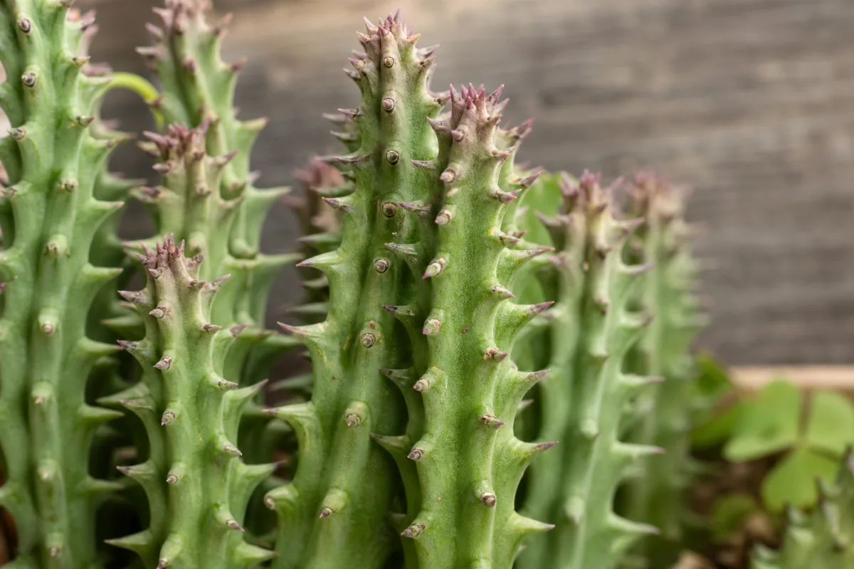Close-up of hoodia