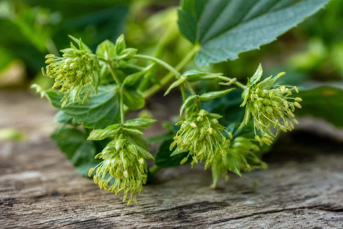 Close-up of hops (humulus lupulus): uses, evidence and safety