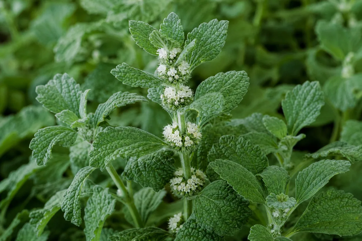 White horehound (Marrubium vulgare) herb