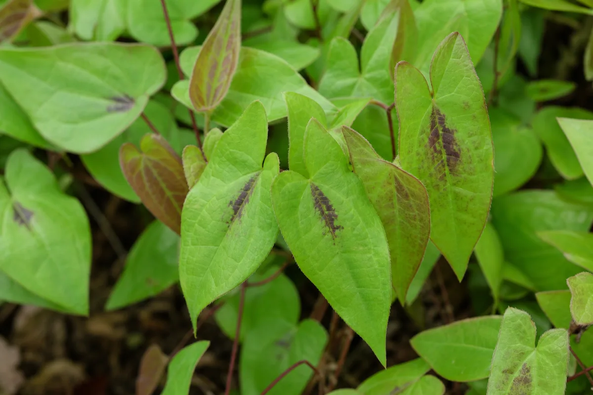 Close-up of horny goat weed