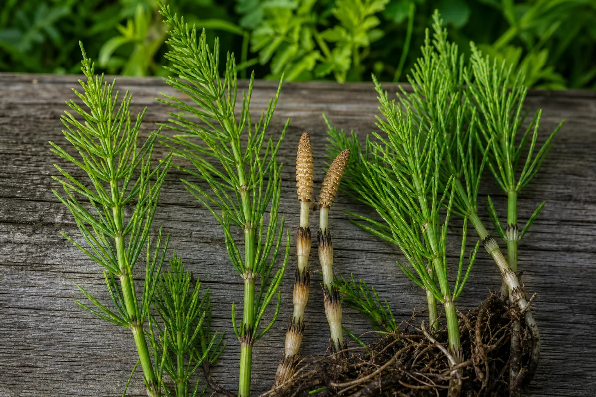 Close-up of horsetail (equisetum arvense): uses, evidence and safety