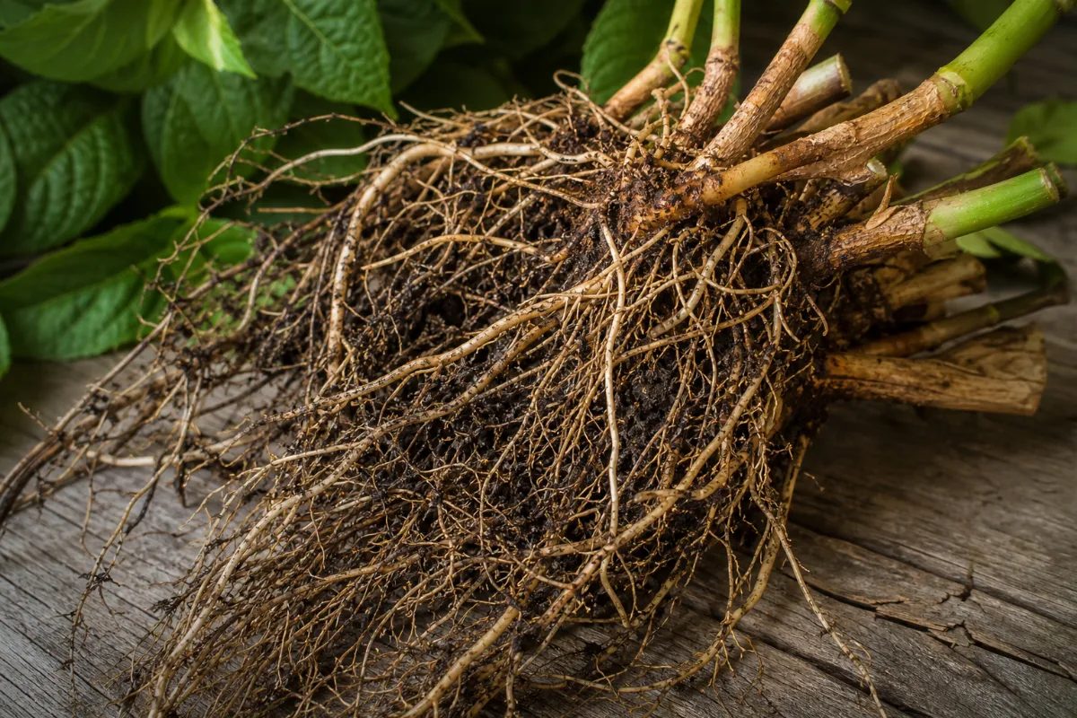 Close-up of hydrangea root