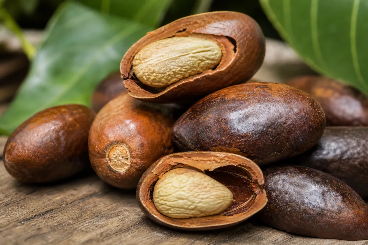 Close-up of irvingia (african mango seed)