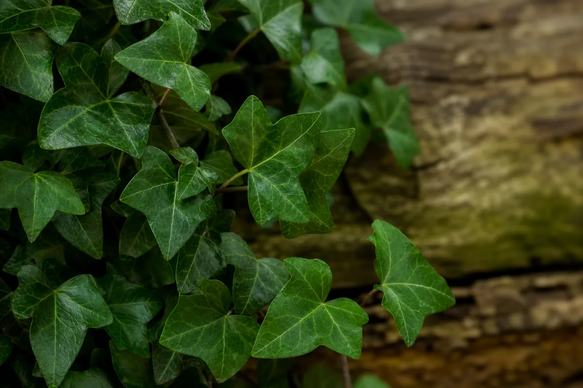 Close-up of ivy leaf