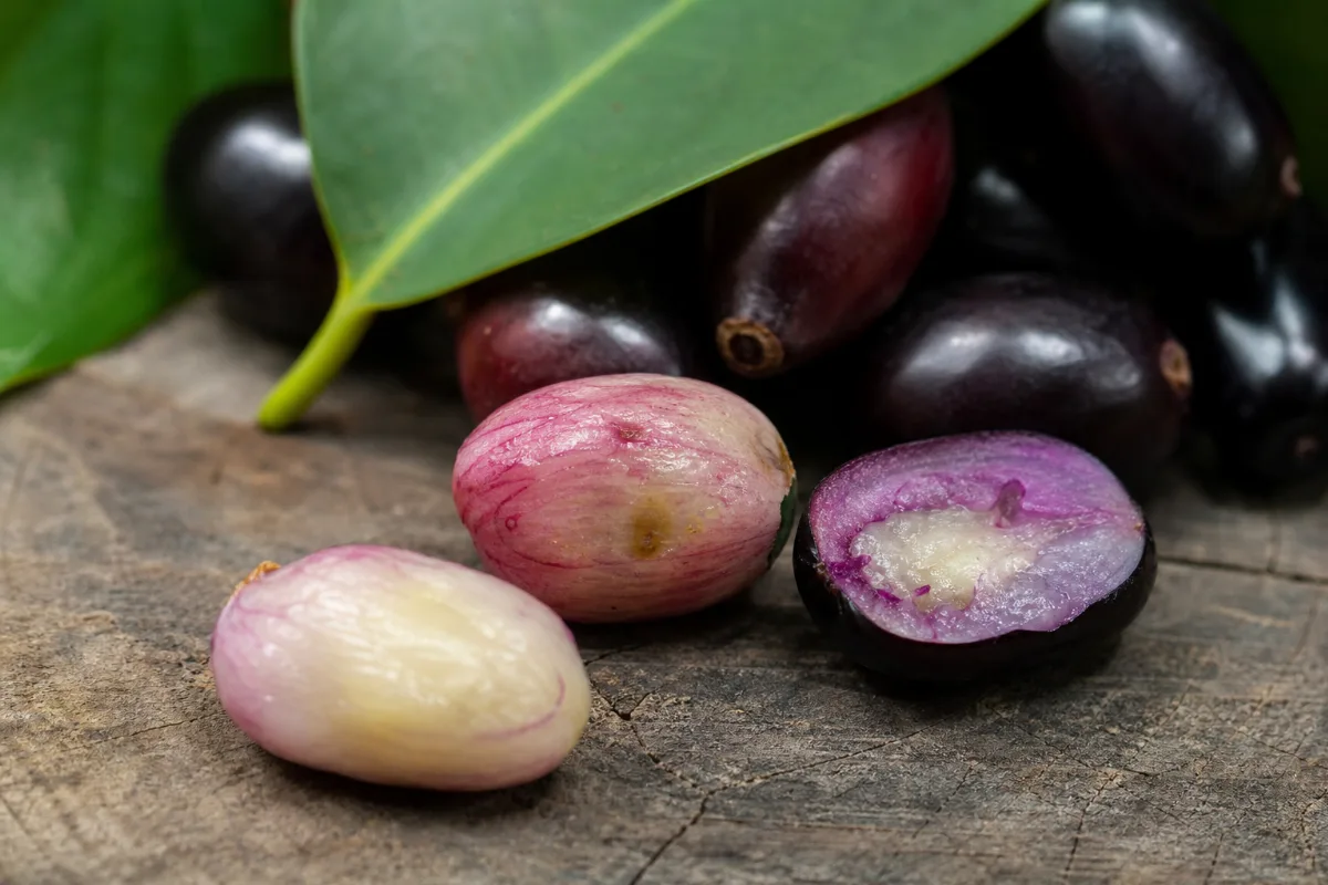 Close-up of jamun (java plum seed)