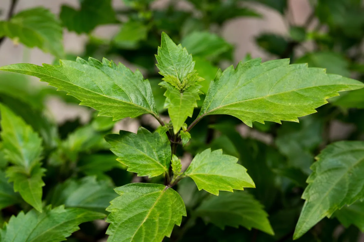 Close-up of java tea (cat's whiskers)