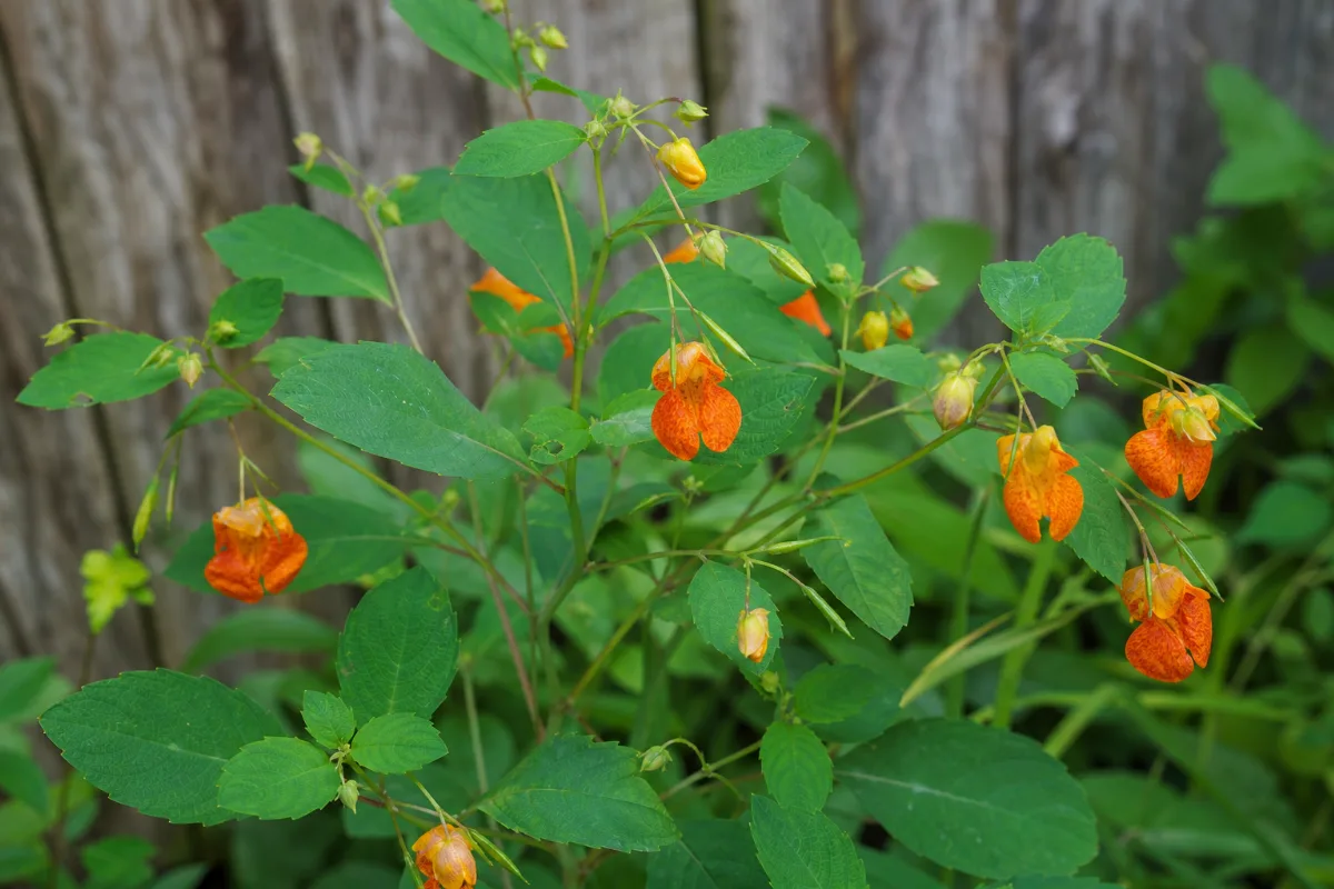 Close-up of jewelweed