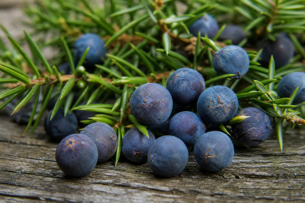Close-up of juniper berry