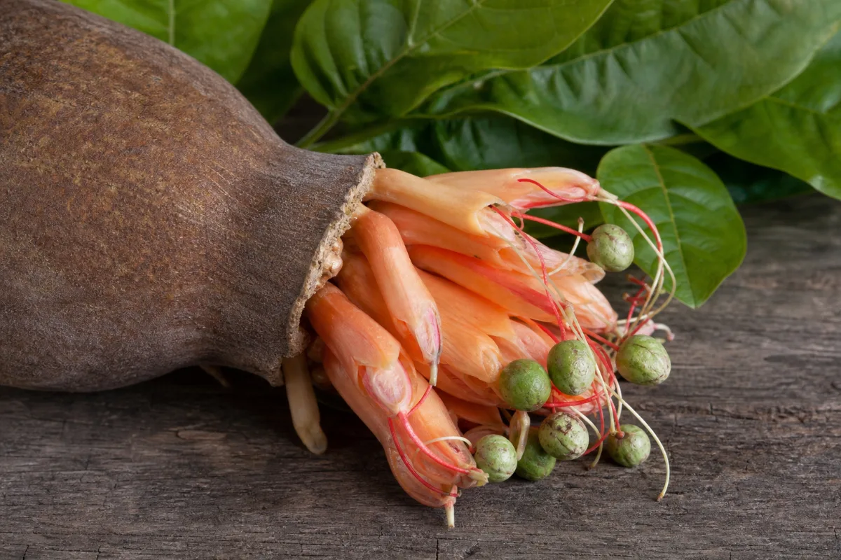 Close-up of sausage tree (kigelia)
