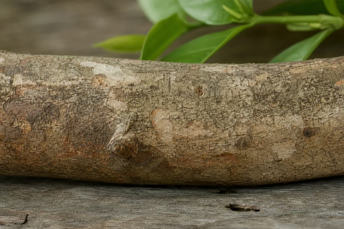 Close-up of kutaja (kurchi)