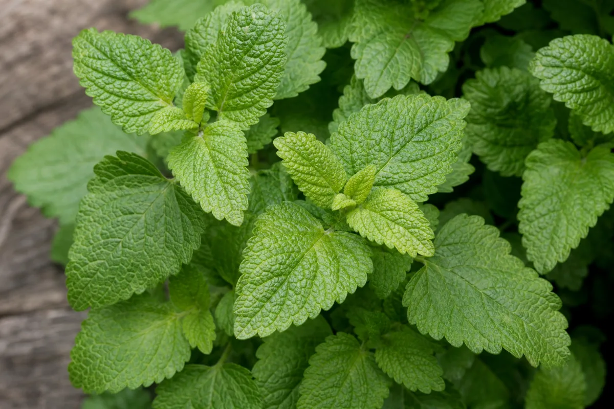 Close-up of lemon balm