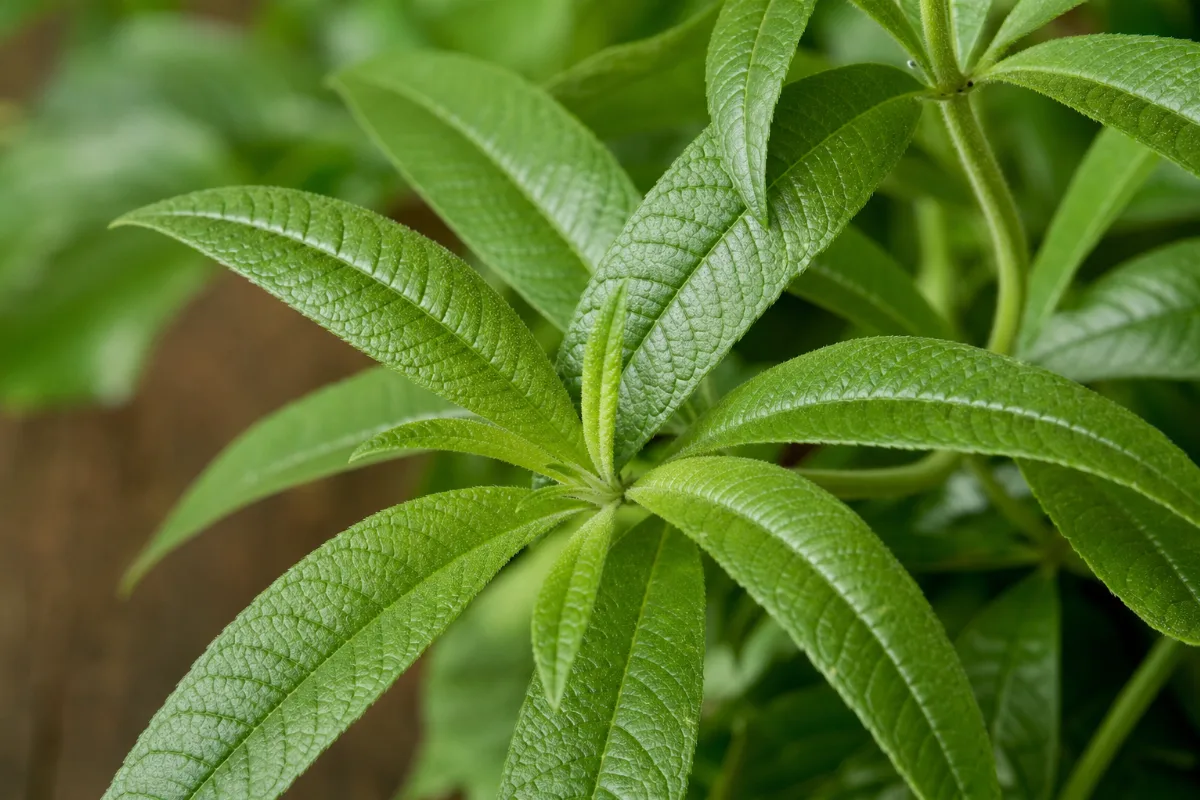 Close-up of lemon verbena