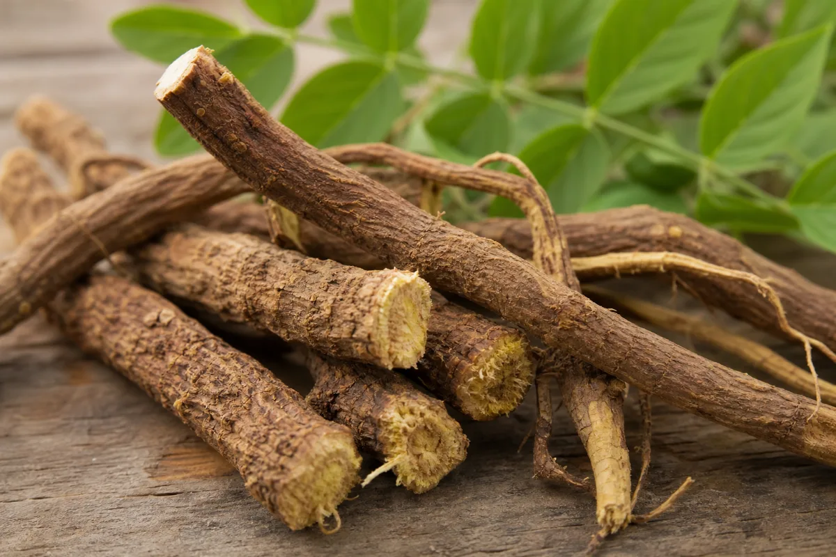 Close-up of licorice root (glycyrrhiza glabra): uses, evidence and safety